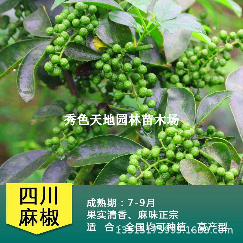 Дахонгпао саженцы перца и перца саженцы