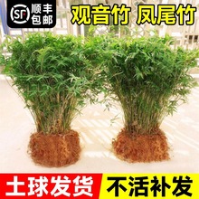 一件代发水培米竹盆栽室内植物小叶绿植矮化竹子苗办公桌面观赏凤