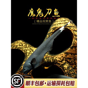 ��ħ������ë���~�Ꭷ�^�p�~��ħ����ô���������ë����ؔ�~���w