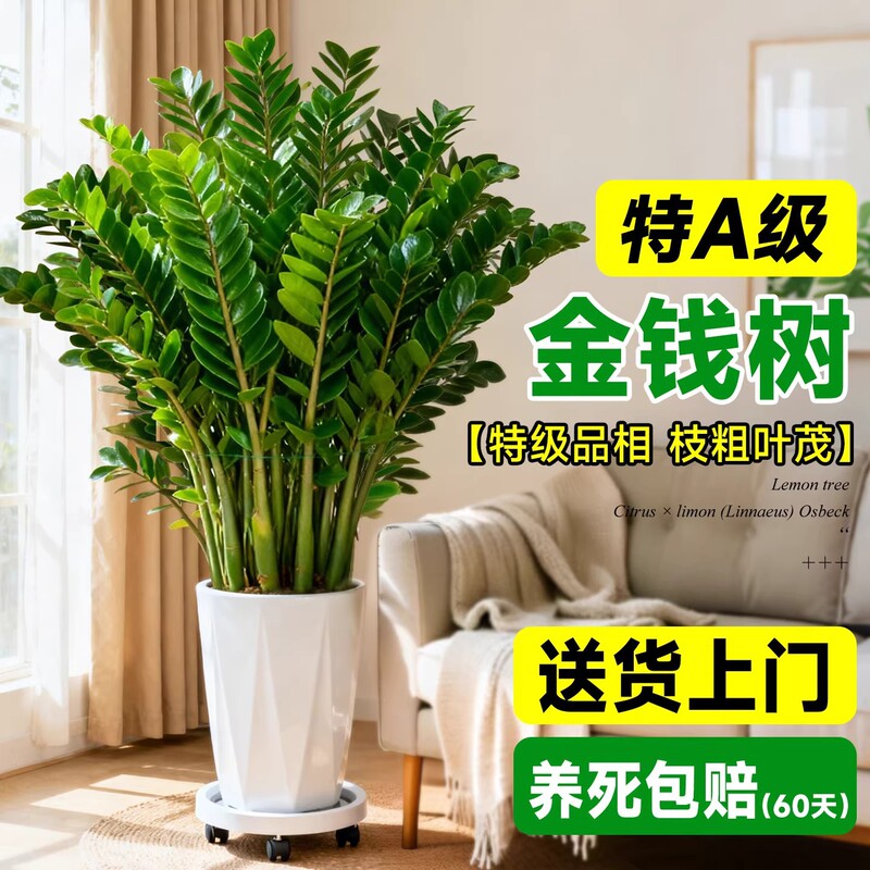 Money Tree Potted Plant for Living Room, Large Flower Pot, Office Greenery, Large Plant, Opening Ceremony Gift, Decoration for Company Reception Desk