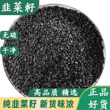 韭菜籽中药材茶包炒熟韭菜籽的功效野生药用韭菜子籽泡酒泡茶枸杞