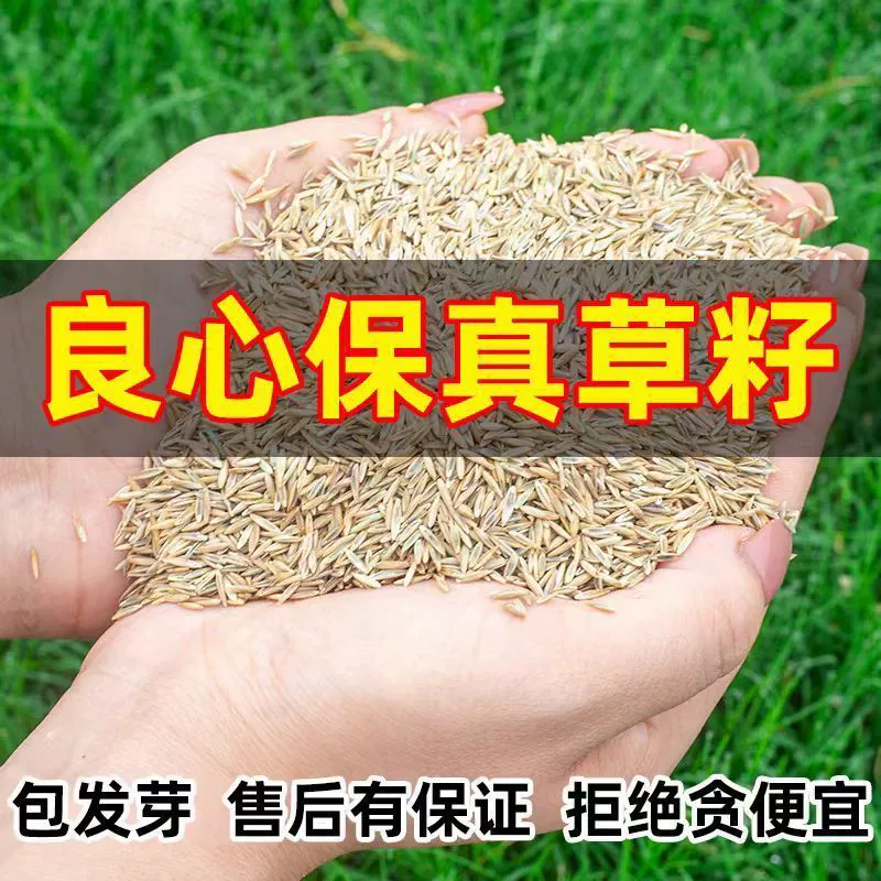 Семена газонов для вилл, морозостойкие и засухоустойчивые, вечнозеленые всесезонные семена для защиты склонов, стрижки газонов во дворе и зеленения газонов.