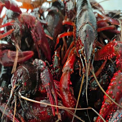 Crayfish living thing wholesale Jiangsu Fresh Shimizu Fresh 25 Hongze Lake fresh Red Head
