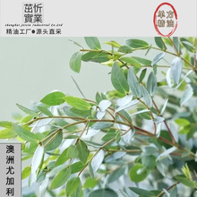 �����ȼ���ֲ�ﾫ���{�z��䙎��ʷ��˹�ȼ����~���s