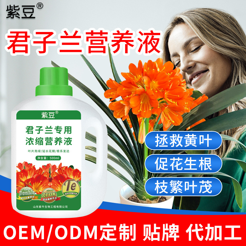 Purple Bean Clivia Special Concentrated Nutrient Solution Orchidaceae Plant Organic Fertilizer Flower Fertilizer Flowering Flower Promotion Factory