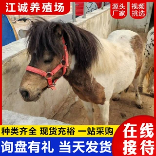 养殖场出售成年矮脚马活体 家养萌宠特设兰小马  迷你袖珍宠物马