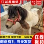 活体特设袖珍迷你宠物马