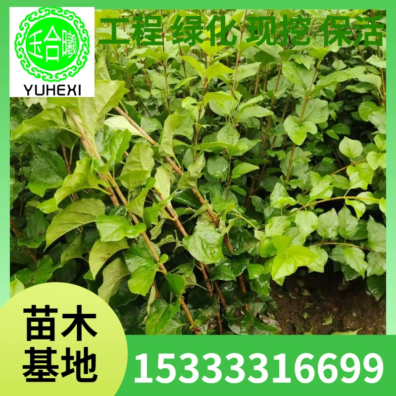 Чашка с питательными веществами Four Seasons Lilac Lilac Greening Small Leaf Lilac Plum Lilac Ball Lilac Seedling