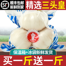 百合新特产百合干兰州甘肃非生级食用5g新鲜挖皇白合三头鲜甜