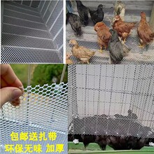 加厚阳台防护网防漏网防猫网鸡笼脚垫鸽笼鸟笼底网漏粪网塑料网