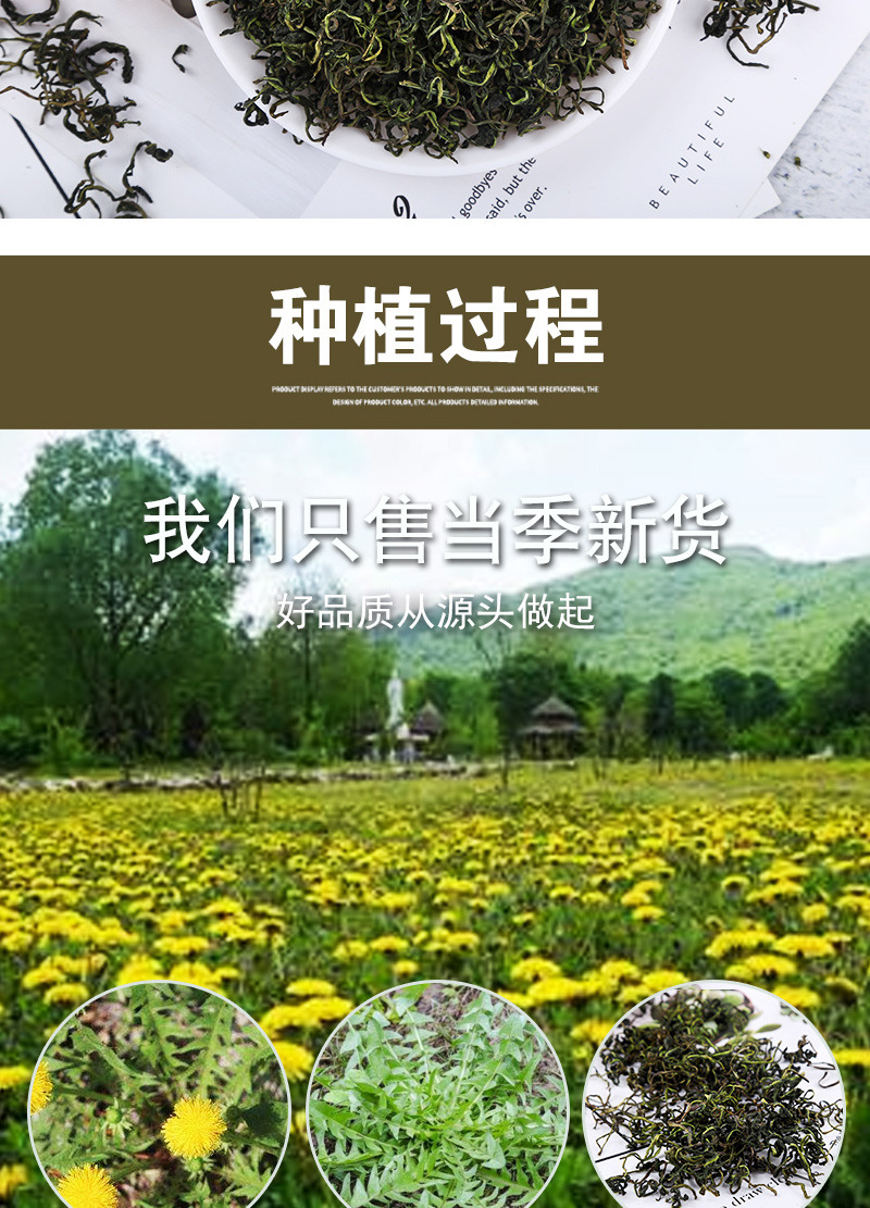 Dandelion Root & Flower Tea (Taraxacum officinale) — Dried Pú Gōng Yīng Herbal Tea, Loose Bulk in use