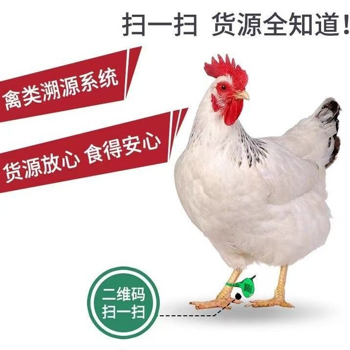 Chicken Foot Ring Customized Qr Code Anti-Counterfeiting Label Reliable Traceability and Food Safety Poultry Foot Buckle Disposable Traceability Chicken Foot Ring Customized Qr Code Anti-Counterfeiting Label Reliable Traceability and Food Safety Poultry Foot Buckle Disposable Traceability