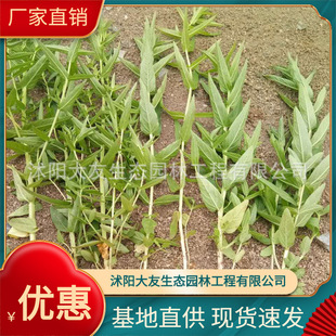 �������lǧ���� ����ֱ��  ˮ�w�G�� ���B���u��ĳа��Nֲ�B�o