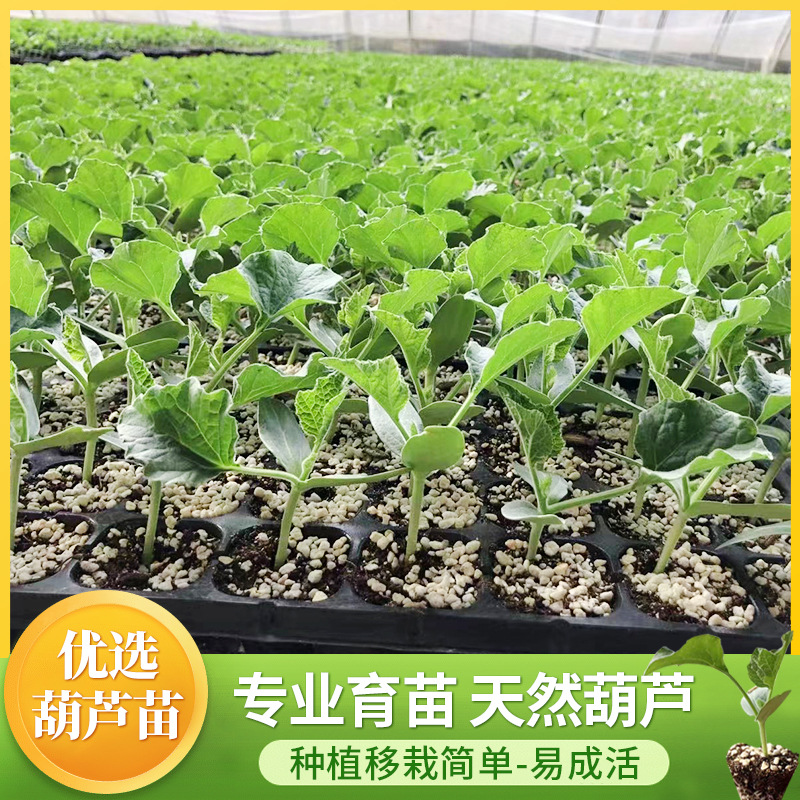 四季种葫芦苗秧种孑 盆栽手捻葫芦种子小葫芦种子观赏庭院爬藤