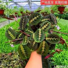 叶婵竹芋花卉盆栽观叶绿植四季常青室内桌面盆栽水培花卉耐阴植物