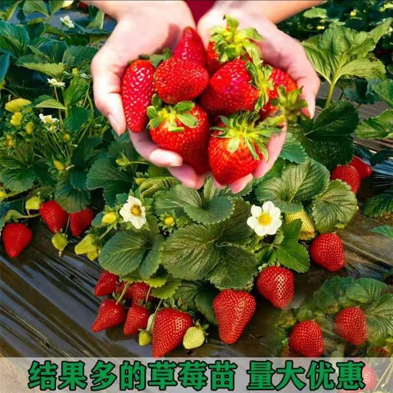 四季脫毒草莓苗奶油紅顏甜寶章姬草莓苗特價批發南北種植量大優惠