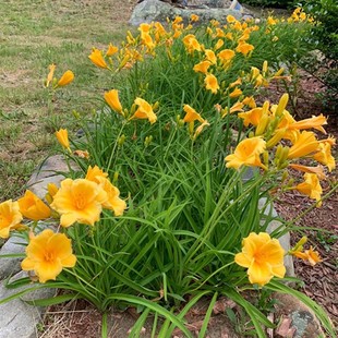 �������޸��ر�����������a�ͺ�����������ͥԺ�G���ݱ�ֲ�ﻨ��