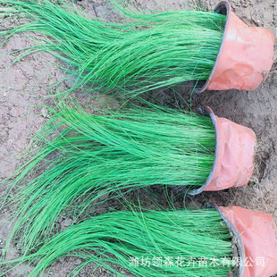 The Thin Stems and Leaves Qingzhou Base Is Easy to Develop a High Living Rate. the Balcony Courtyard Greening Project Flowers and Plants Are Used