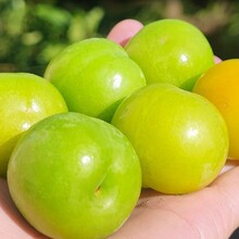 �Fժ�F�l���V�|�X�������������r����ˮ������������A�������ЋD