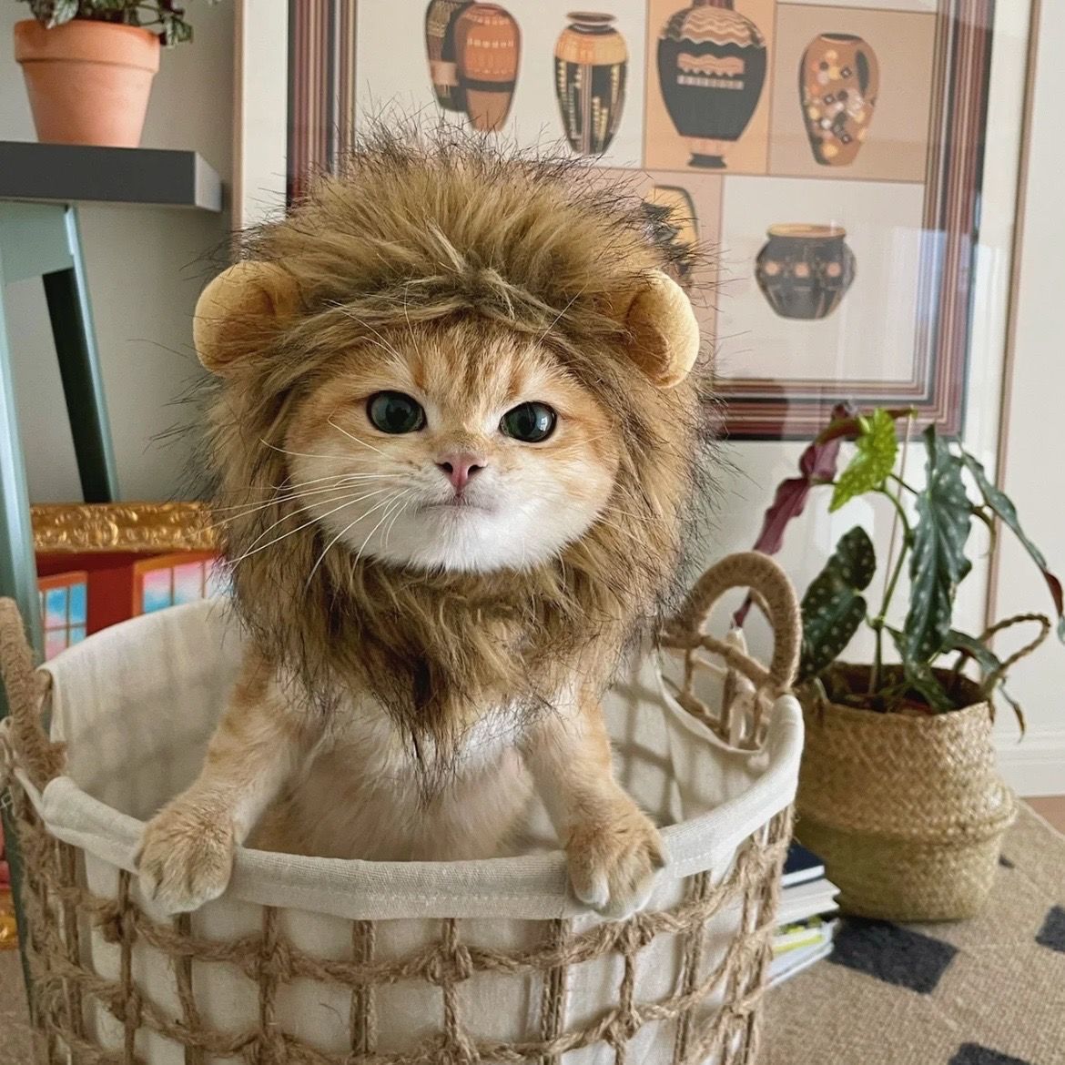 猫咪狮子头套兔子耳朵小型犬狗狗帽子宠物可爱搞怪配饰狮子王头套