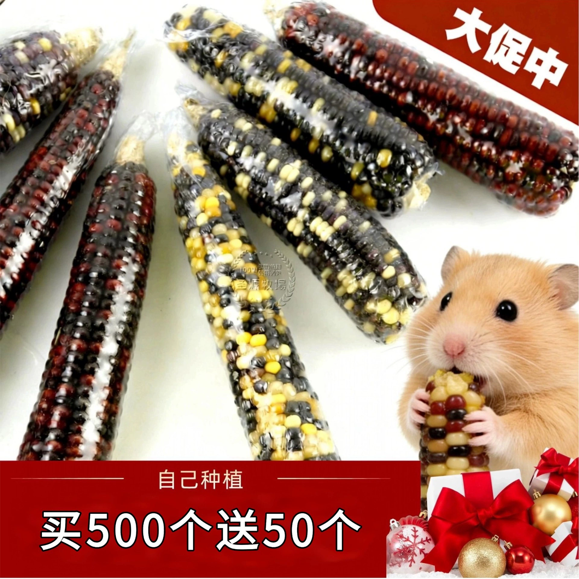 Сезонные мини-кукурузные початки для грызения для хомяков, золотистых хомяков, кроликов, шиншилл и джербилов.