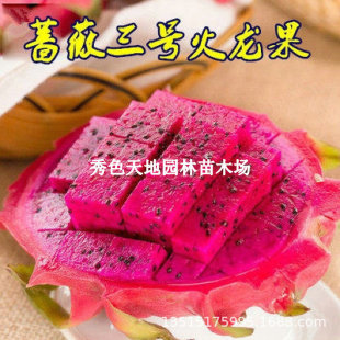 Red Heart Dragon Fruit Seedlings Potted Red Flesh Ground Planting Courtyard Balcony South and North Planting Fruit Tree Seedlings That Bear Fruit in the Same Year