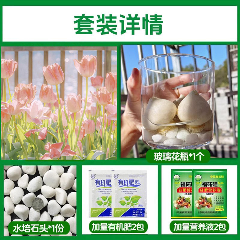 Round bottle hydroponic kit: a15 morning glory tulip 5 large bulbs + 2 nutrient solutions + 2 fertilizers + glass bottle + pebbles