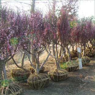 �̓r�������~÷ �؏�3-10���� �G���� ������÷ С�Ҽt ���~�[֦