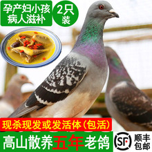 2只装新鲜乳鸽现杀新鲜活体5年老高山散养乳鸽新鲜孕妇乳鸽高蛋白