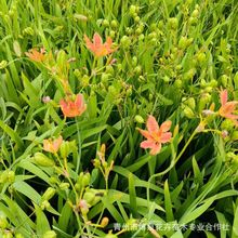 射干鸢尾花苗四季易种耐寒耐旱庭院绿化工程绿化可盆栽地栽宿根花