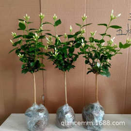 浓香型笔尖茉莉花苗盆栽室内阳台客厅单瓣独杆笔尖茉莉花花卉绿植