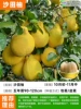 [Branch bursting fruit] Guangxi Shatian pomelo (five-year seedlings 90-120cm) +111cm (inclusive)-140cm (inclusive)
