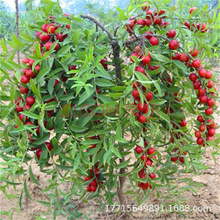 ��Ʒ���_˹���ɳ�������ͺ��ͺ����ֈ@ˇ��ͥͥԺ�����ϱ����׻�