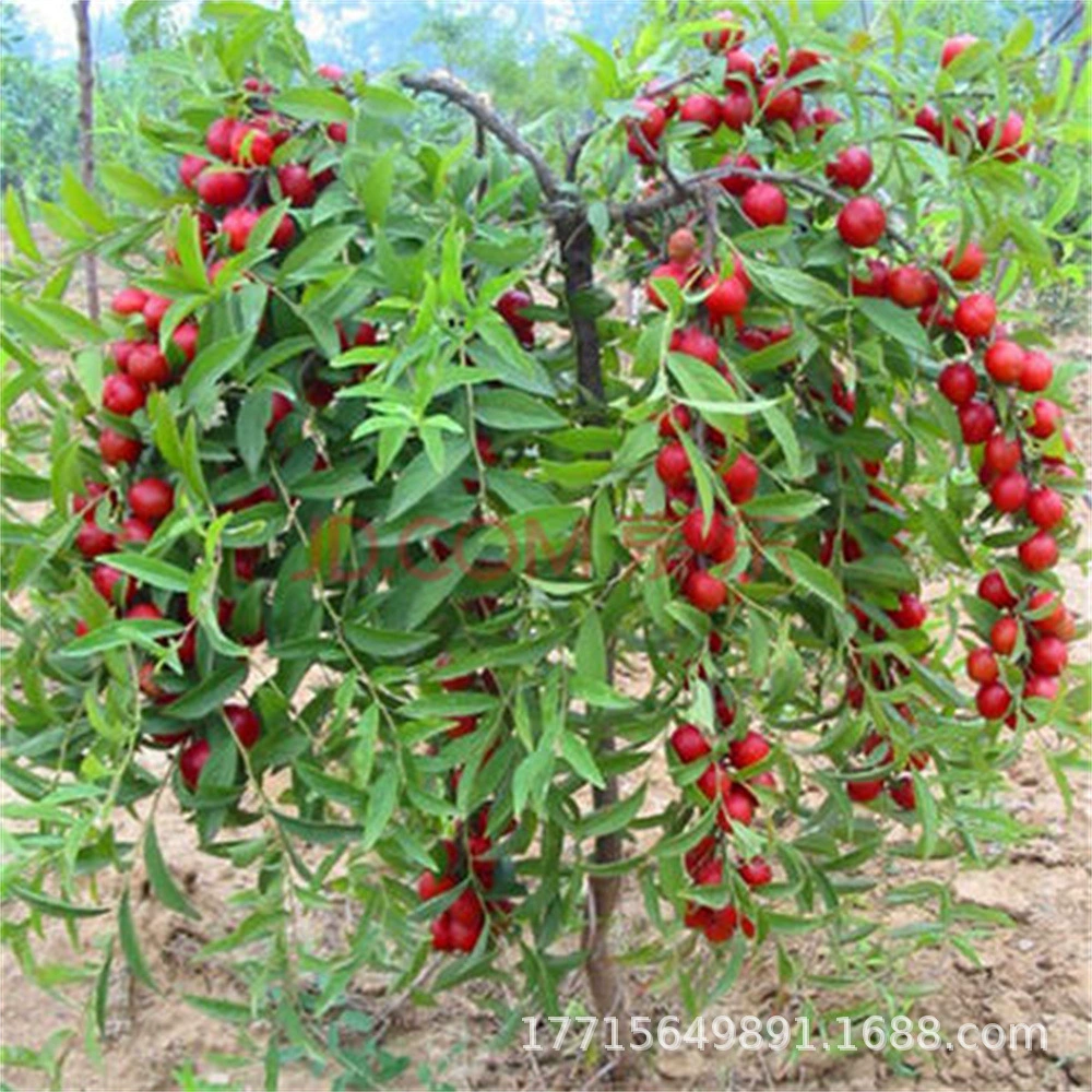 Новая Российская крупная фруктовая Облепиха Рассада облепихи Холодная и засухоустойчивость Садоводство Семейный двор Горшечное растение Легко жить на Севере и Юге