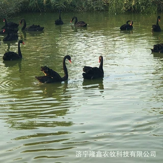 黑天鹅殖场现货供应活体观赏黑天鹅出售回收成年黑天鹅 黑天鹅苗