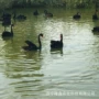 观赏活体黑天鹅