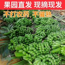 广西特产小米蕉鸡蕉米蕉无催熟剂净重9斤酸甜香蕉非海南米蕉