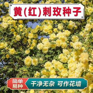 Red Thorn Rose Seeds, Yellow Thorn Rose Seeds, Thorn Rose Flowers, Yellow Thorn Rose Seeds, Rose Seeds, Flower Wall Seeds