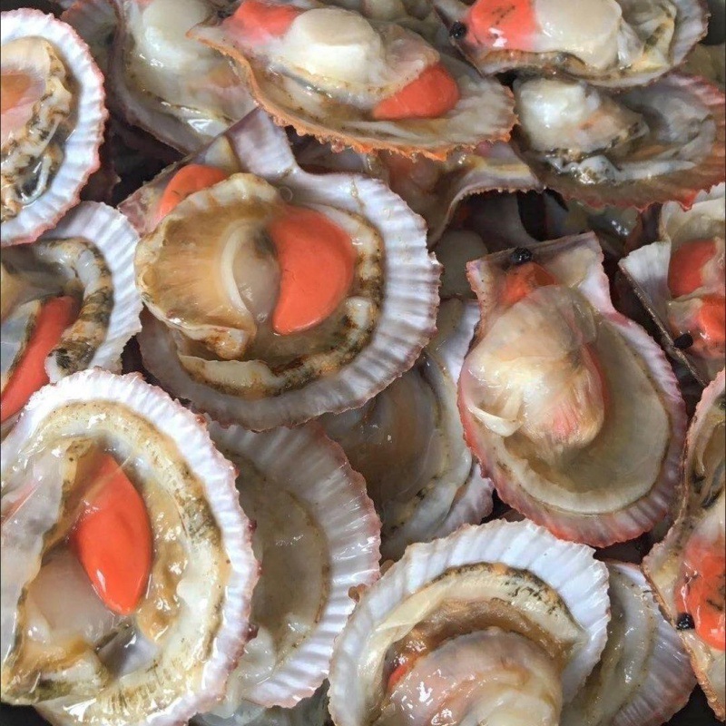 Scallops Fresh Seafood Full container Aquatic products wholesale Harbour Beibei 36 One box Large Outsize Independent