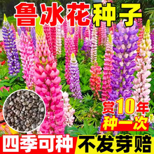 �ļ����N�������N���׻��_�����ȶ����N���҃����̨����ֲ������