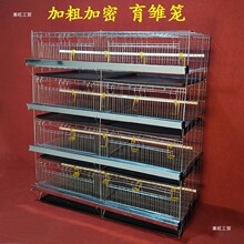 芦丁鸡笼子大号镀锌育雏加密笼小鸡笼4层弹簧门鸭子孔雀鸡苗蛋鸡