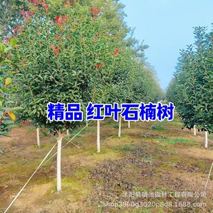 �ߗUʯ骘��窚�ɼt�~ʯ�8-15���ִּt�~ʯ����С����t�~ʯ�