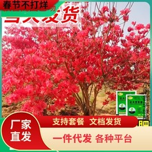 映山红树苗老桩南方北方种植杜鹃花苗庭院地栽盆栽耐寒盆景风景树