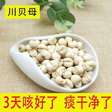 无硫川贝母天然川贝粉四川野生小贝母化/痰小孩咳/嗽材包邮