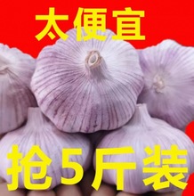山东紫皮大蒜5.5到6.5厘米蒜王山东新大蒜头农家自种批发产地直销