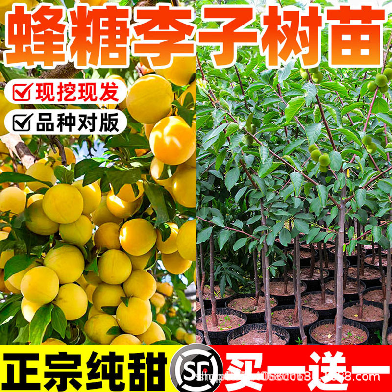 蜂糖李子树苗新品种四月早熟当年结果嫁接特大南北方种植盆栽地栽