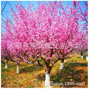 �@�ֹ�����÷������ΗU���~÷�������~÷����ͥԺ���Թ���t÷��