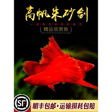 高帆朱砂红剑鱼菊花红剑狼牙帆血红剑鱼胎生鱼热带鱼观赏鱼活体鱼