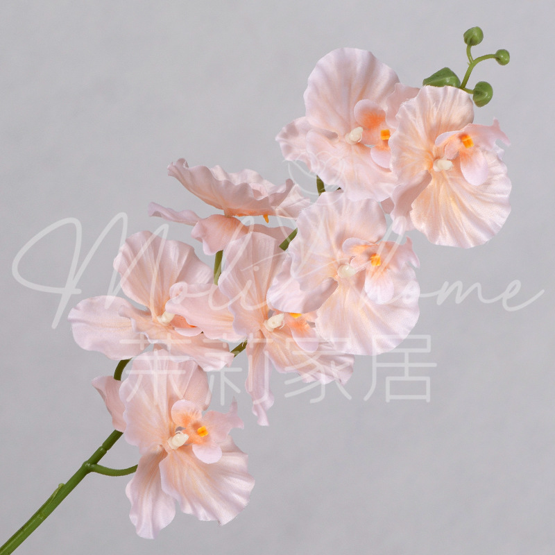 샴페인-7 호접란