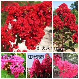 百日紅百日紅圖片 海量高清百日紅百日紅圖片大全 阿里巴巴